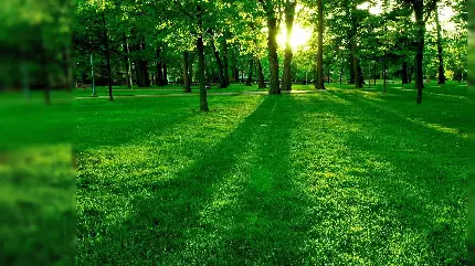 طبیعت سبز پارک با درختان باریک و بلند شاداب