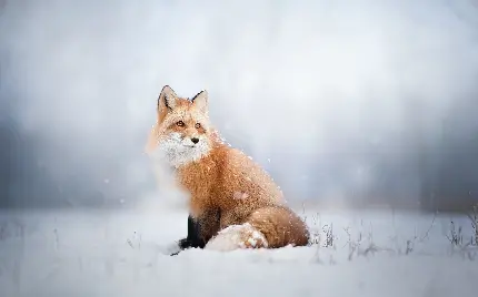 دانلود پس زمینه کیوت و بامزه روباه نارنجی در برف برای لپ تاپ 