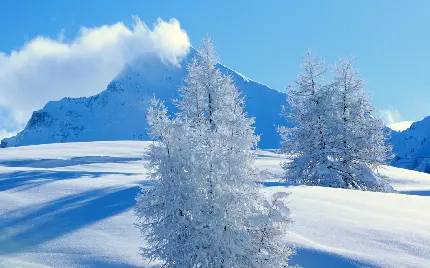 تصویر گرفته شده از منظره حیرت انگیز پوشیده شده با برف سنگین