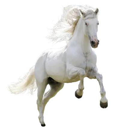 زیباترین تصویر png اسب سفید واقعی و یال رقصان در باد