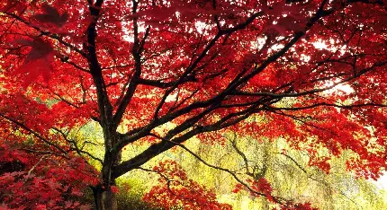 عکس درخت افرا قرمز و پر شاخ و برگ در منطقه ای سرسبز