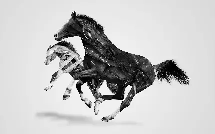 عکس زمینه انتزاعی دویدن اسب های سیاه و سفید