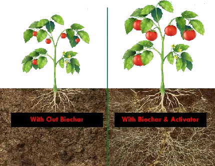 تصویری png و دوربری شده بوته گوجه فرنگی با فرمت png