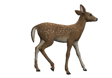 عکس های png رایگان آهو Gazelle با بدنی ظریف و زیبا