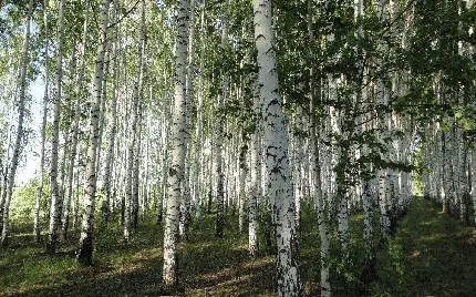 دانلود عکس زمینه فول اچ دی درختان توسکا مناسب محیط دسکتاپ