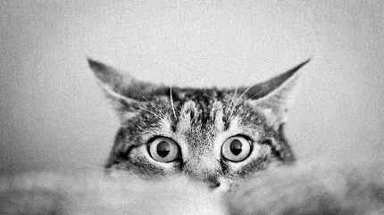 والپیپر دیدنی و جذاب سیاه و سفید از گربه کیوت