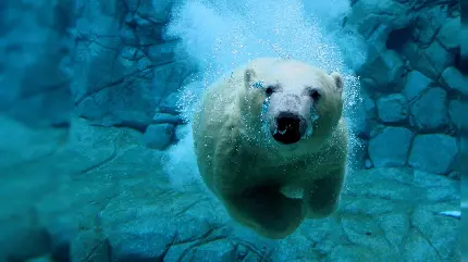 عکس خرس سفید قطبی در حال شنا کردن زیر آب