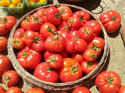 عکس برای پروفایل شب یلدا