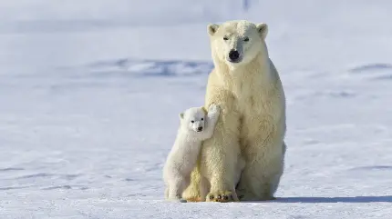 عکس زمینه 2023 بسیار زیبا از خرس قطبی مادر و فرزند