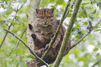 تصویر گربه ی وحشی روی درخت در طبیعت برای بکگراند دوستداران حیوانات
