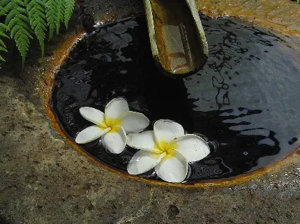عکس پروفایل گل های سفید باغ ذن در چاله ای پر از آب
