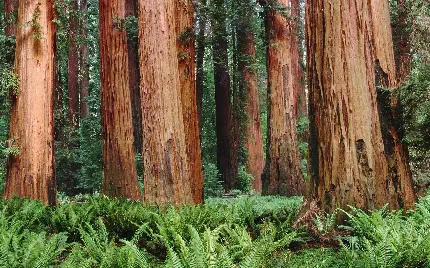 عکس زیبا از درخت بلند سکویا برای علاقمندان به طبیعت 