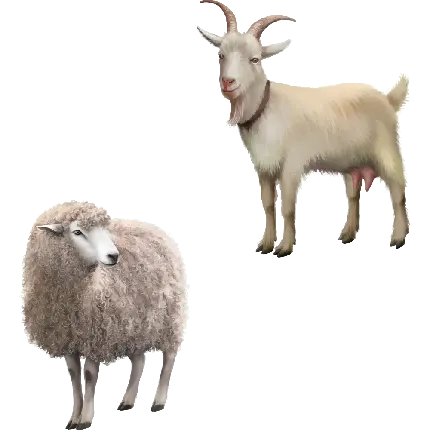 دانلود تصاویر انواع نژادهای گوسفند واقعی با فرمت PNG
