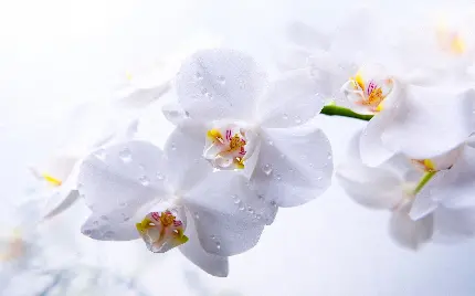گل ارکیده سفید رنگ یک گونه جالب که عاشق آن می‌شوید