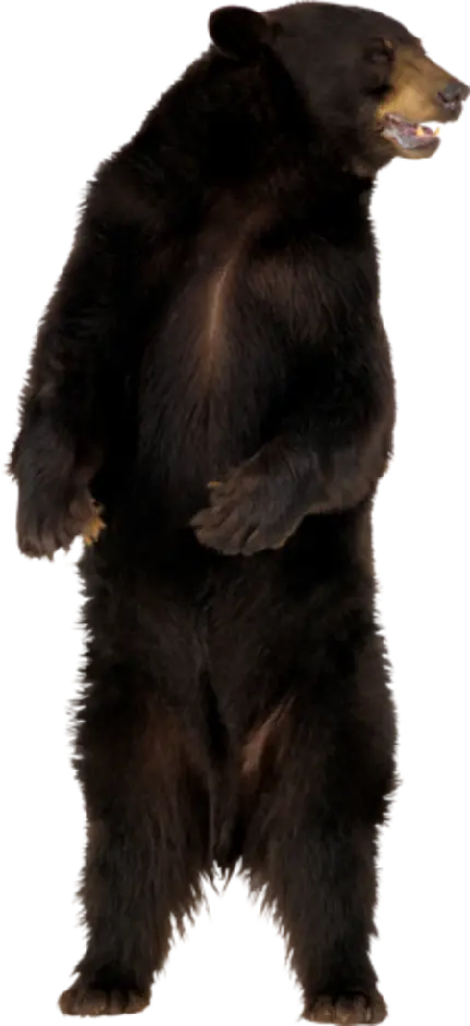 عکس دوربری شده خرس سیاه و مشکی ایستاده روی 2 پا