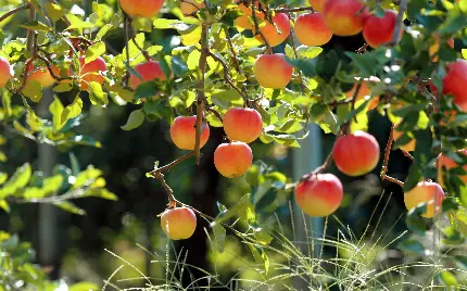 بک گراند ایجاد شده از سیب های پرخاصیت آویزان روی درخت در طبیعت 