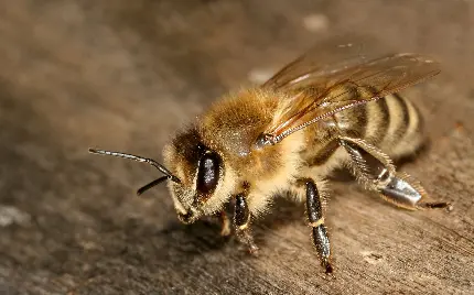 عکس گرفته شده از نمای نزدیک زنبور با لینک مستقیم 