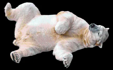 عکس دور بری شده خرس سفید با فرمت PNG