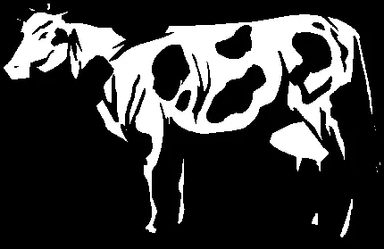  عکس سیاه و سفید گاو به سبکی خاص و متفاوت و تماشایی