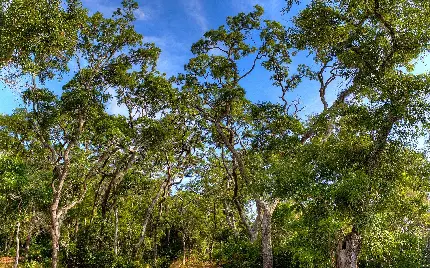 دانلود عکس منظره طبیعی با درخت های سرسبز و آسمان آبی 