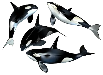 جذاب ترین png عکس نهنگ های قاتل واقعی در کنار هم با کیفیت بالا