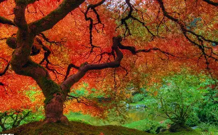 تصویر زمینه درخت افرا قرمز در جنگل سبز و باطراوت با کیفیت بالا