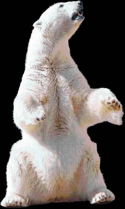 عکس بدون بک گراند پرکاربرد خرس سفید بزرگ برای فتوشاپ