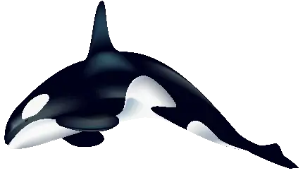 عکس انیمیشنی نهنگ قاتل سیاه و سفید با پس زمینه شفاف