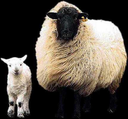 عکس دور بری شده گوسفند و بره تازه متولد شده 