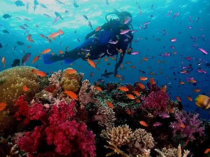 والپیپر غواصی در آب های آزاد کیش برای توریست ها و گردشگران