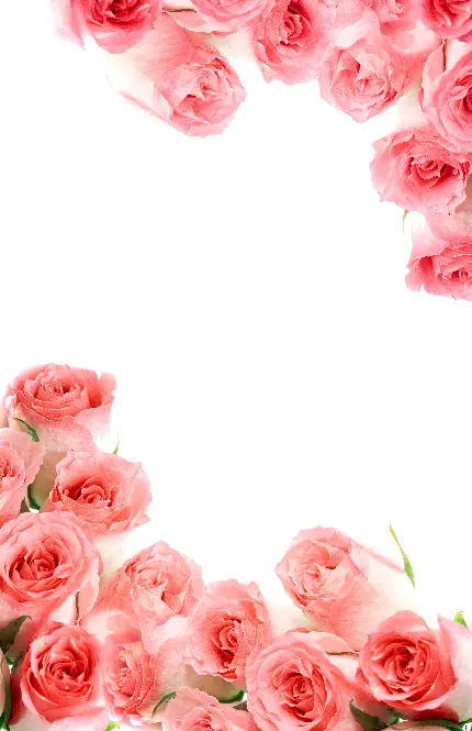 استوک سفید با دورچین گل های صورتی برای ایجاد عکس نوشته در روز ولنتاین 
