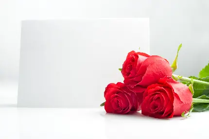 گل رز خوشگل و زیبا برای ولنتاین 