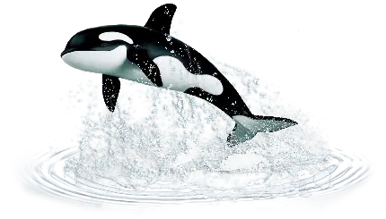 تصاویر دوربری شده نهنگ قاتل یک پستاندار دریایی با فرمت PNG