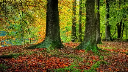 درختان توسکا در جنگل شاداب و پرطراوت