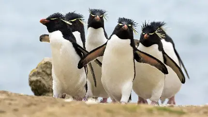 تصویر زمینه HD از پنگوئن های بامزه ماکارونی برای بکگراند دسکتاپ 
