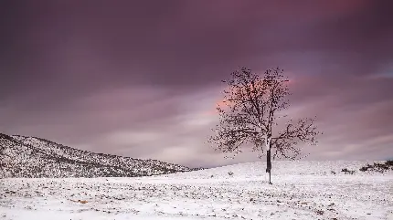 درخت تنها و تک درخت خشک شده در بیابان پوشیده از برف