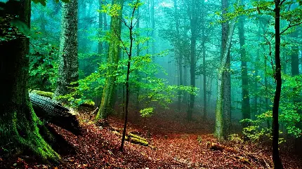 عکس جنگل سرسبز و کمی مه آلود خیلی زیبا و رویایی