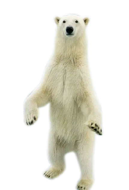 عکس جالب و دیدنی خرس سفید واقعی روی پا ایستاده با فرمت PNG