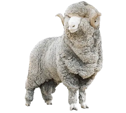 عکس PNG گوسفند واقعی با پشم های زیاد خاکستری
