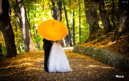 تصویر عاشقانه عروس و داماد زیر چتر زرد درمیان طبیعت پاییزی 