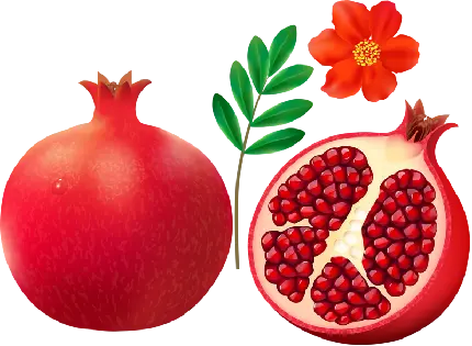 نقاشی انار زیبا