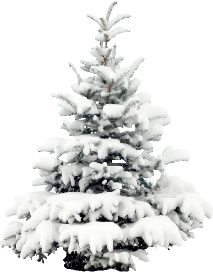 عکس با طرح کاج پوشیده از برف با موضوعیت زمستان PNG