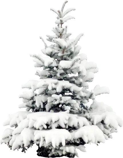 چاپ پوستر عکس با طرح کاج پوشیده از برف با موضوعیت زمستان PNG