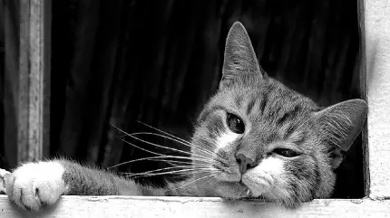 والپیپر خوش کیفیت گربه سیاه و سفید به صورت رایگان