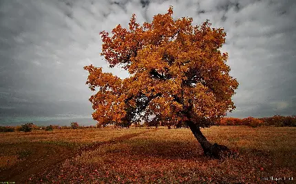 عکس استوک تک درخت نارنجی خم شده در آب و هوای ابری
