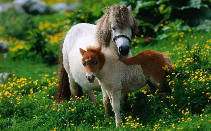 عکس خیلی زیبا از اسب مادر و و فرزند جدید پس زمینه با کیفیت عالی 