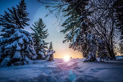 تصویر پس زمینه از منظره زمستانی و درختان پوشیده از برف