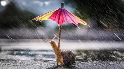 زیباترین عکس حلزون واقعی با چتر زیر بارش شدید باران