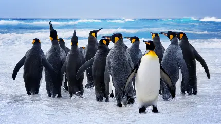 تصویر پس زمینه از پنگوئن های قطبی در کنار هم مناسب بکگراند HD