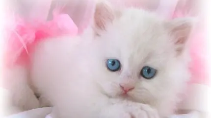 کیوت ترین گربه سفید کوچولو و مظلوم زیر تور صورتی رنگ 